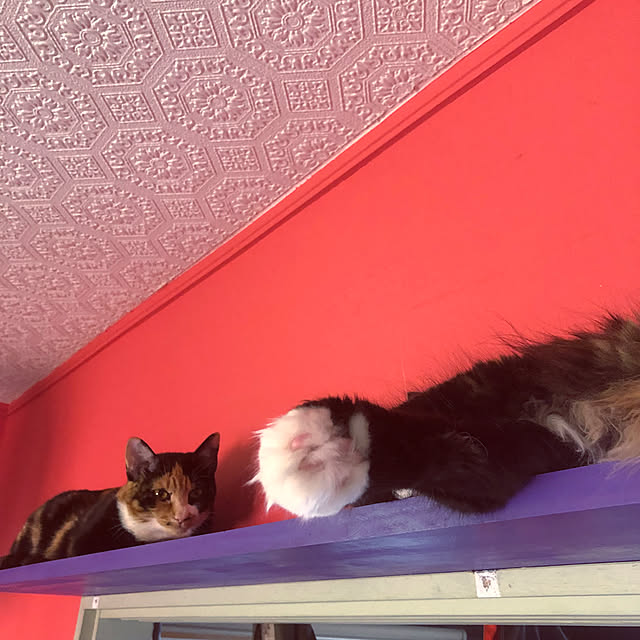 nekobusさんの実例写真