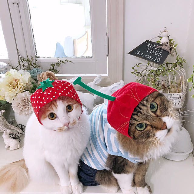 yuchiさんの実例写真