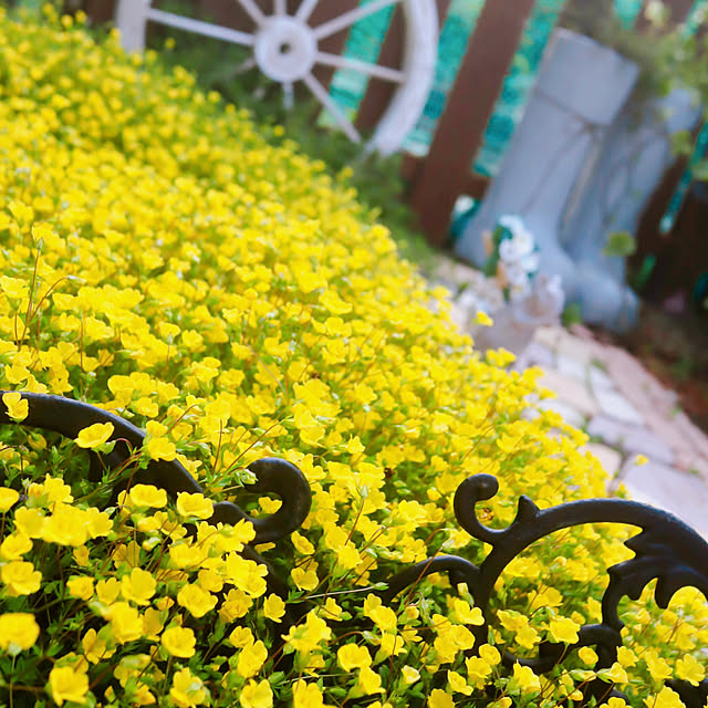 glassflowerさんの実例写真