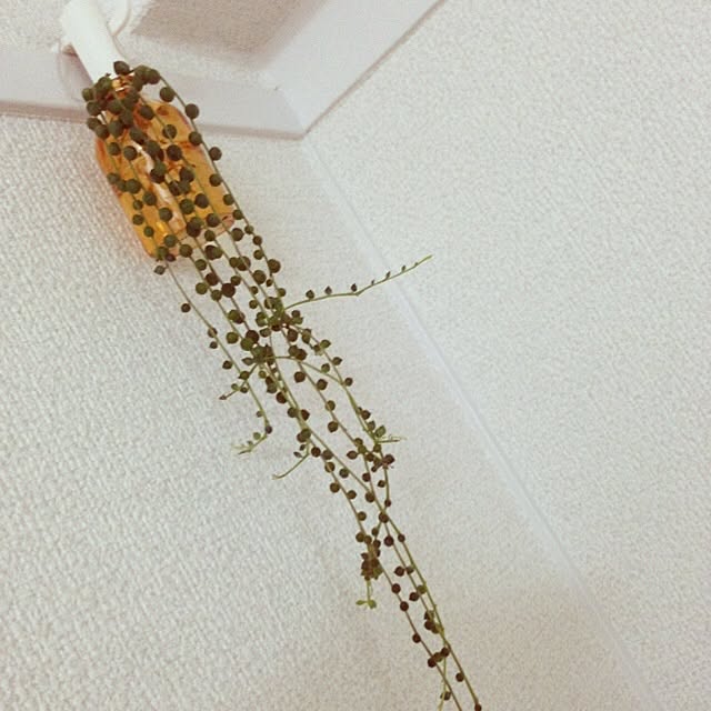 yufi25さんの実例写真
