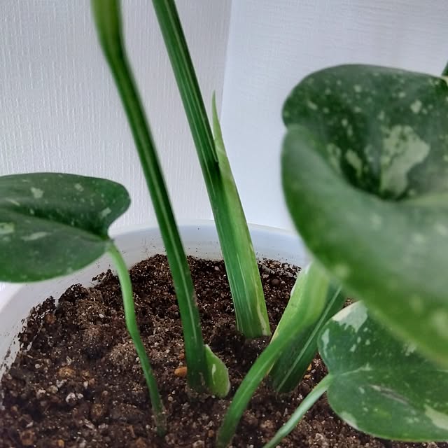 nanameさんの部屋