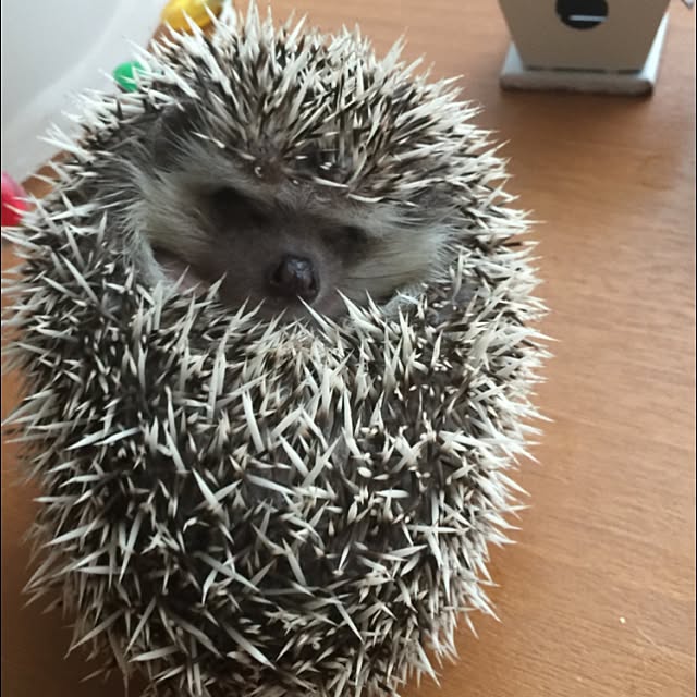 RURULOVEさんの実例写真