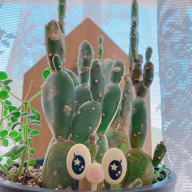 Hanakaさんの部屋