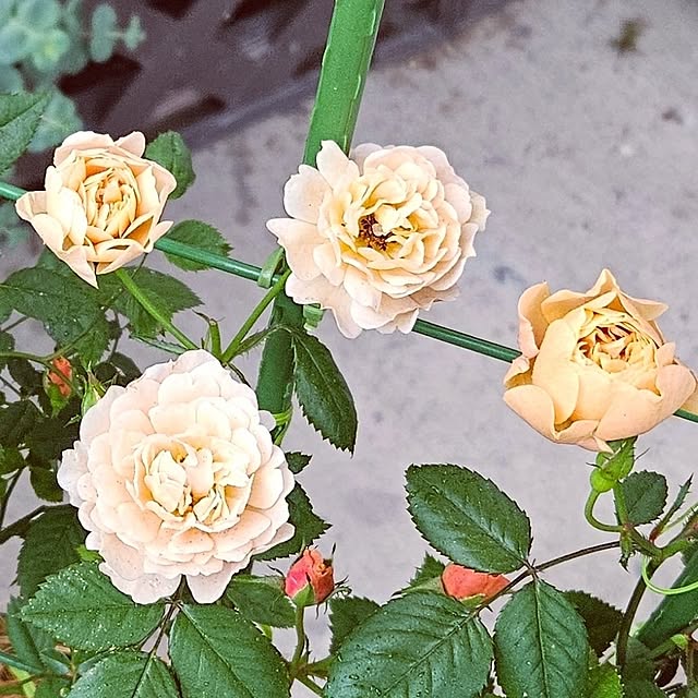 mocomocoさんの部屋