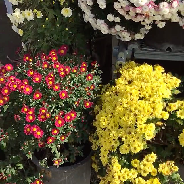 YUKIEさんの実例写真