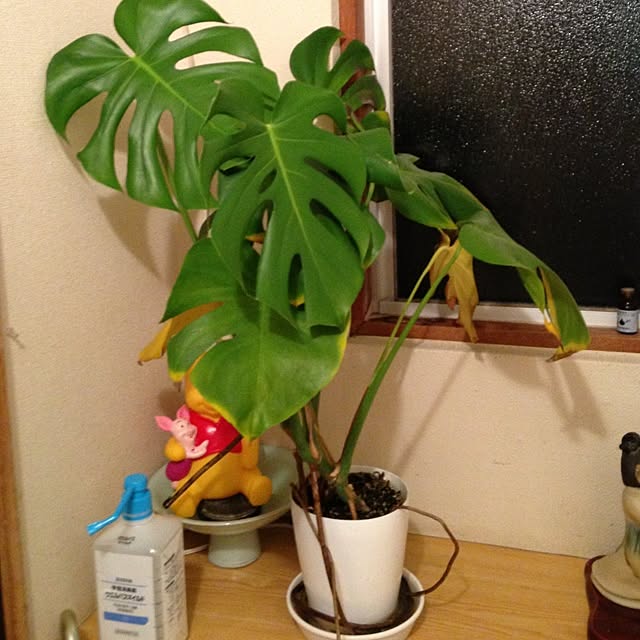 kouさんの実例写真