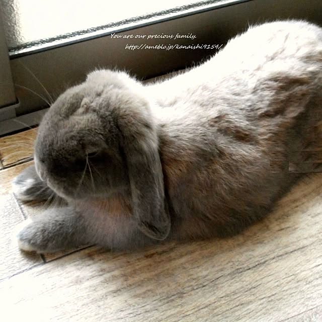 wa-ga-yaさんの実例写真