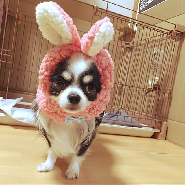 jaja.mamepukuさんの実例写真
