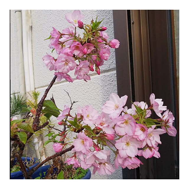 yumirinさんの実例写真