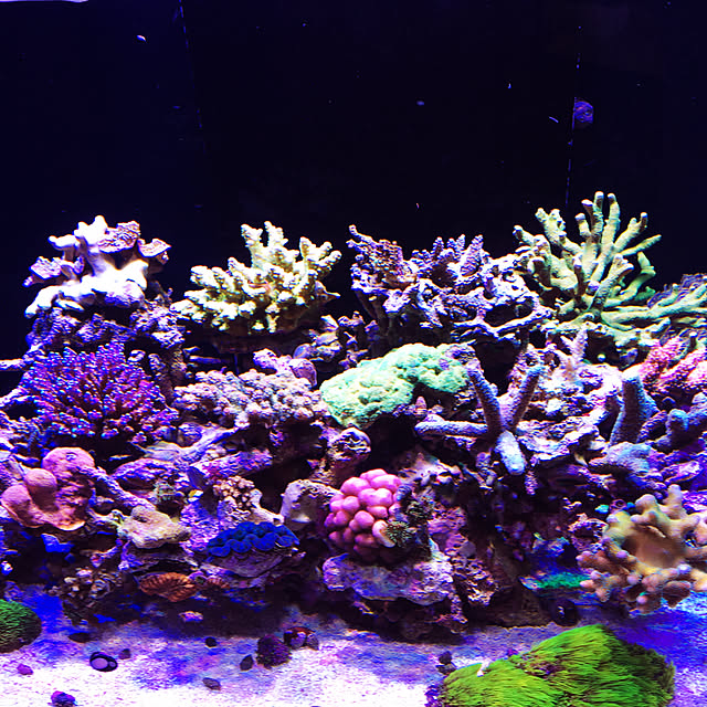 aquarium_seaさんの実例写真
