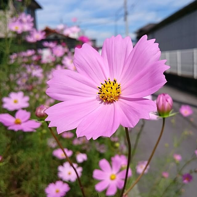 実例写真