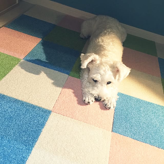 suzyさんの実例写真