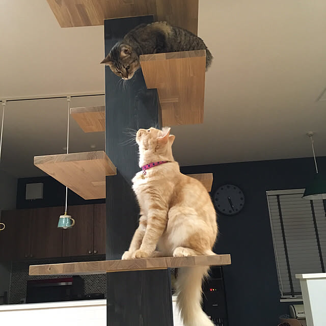 nyancohomeさんの実例写真