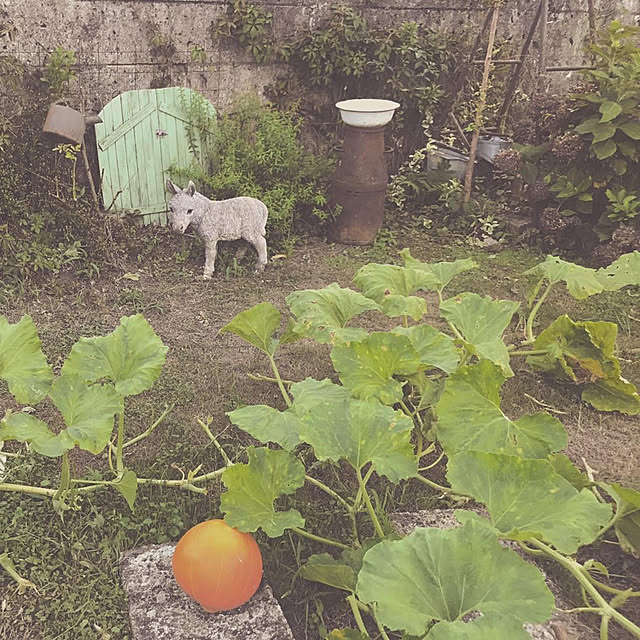 TOROさんの実例写真