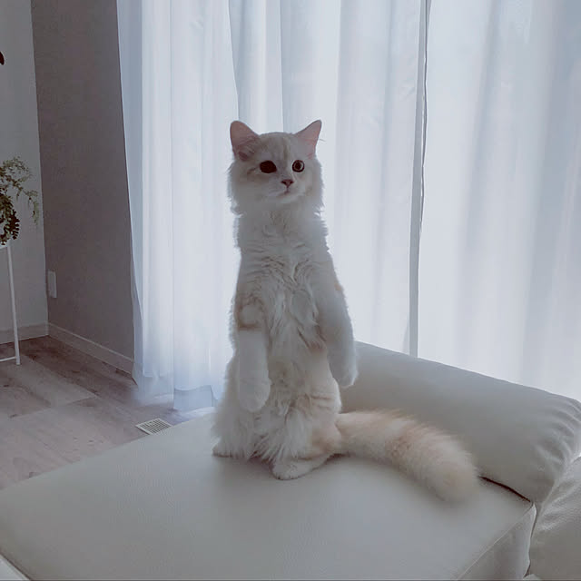 Rieduckさんの実例写真