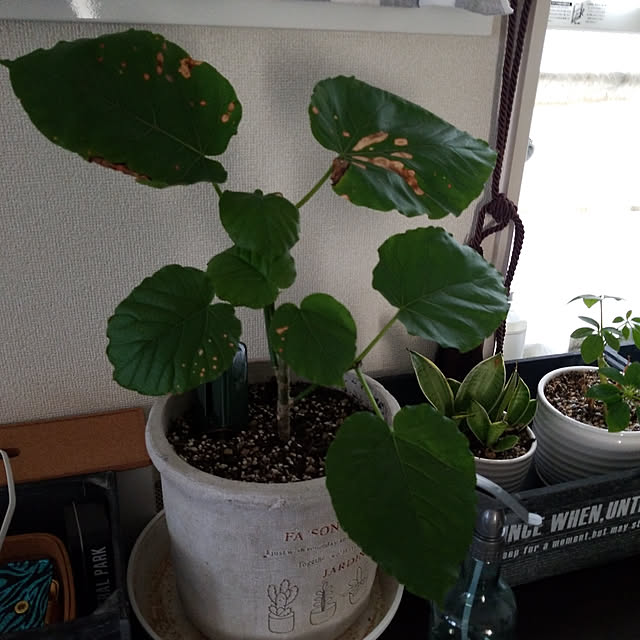 korokoroさんの実例写真