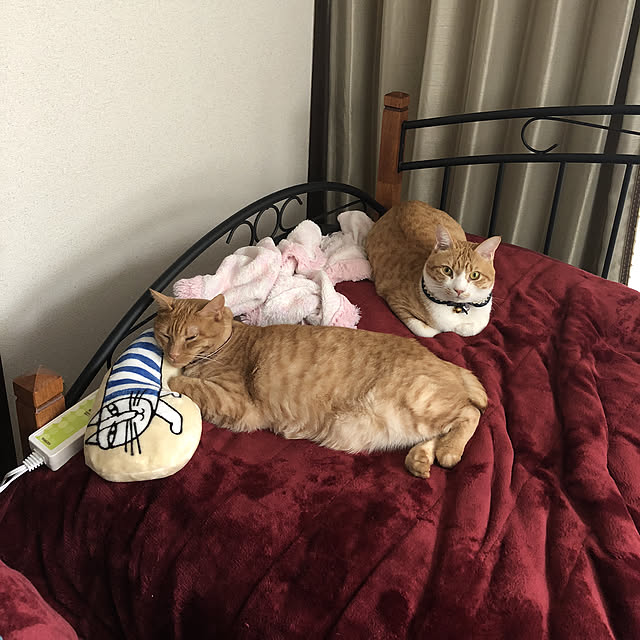 mitoraさんの実例写真