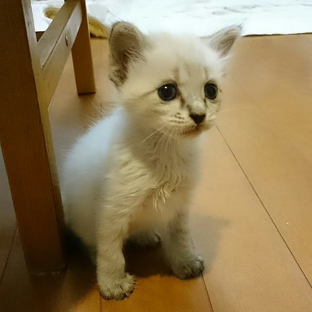 kazaneさんの実例写真