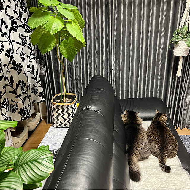 yukarin-gardenさんの部屋