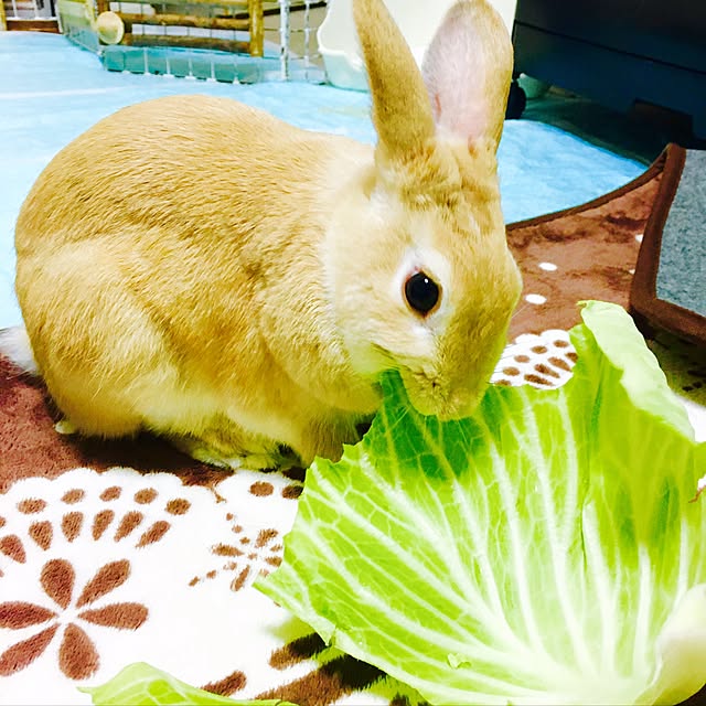 khj1974さんの実例写真
