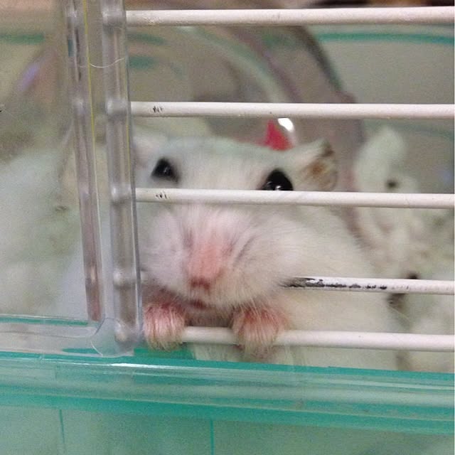 jnjnforesterさんの実例写真