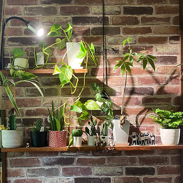 フェイクグリーン/観葉植物/ダイソー/IKEA/DIY...などのインテリア実例 - 2023-05-25 17:55:38