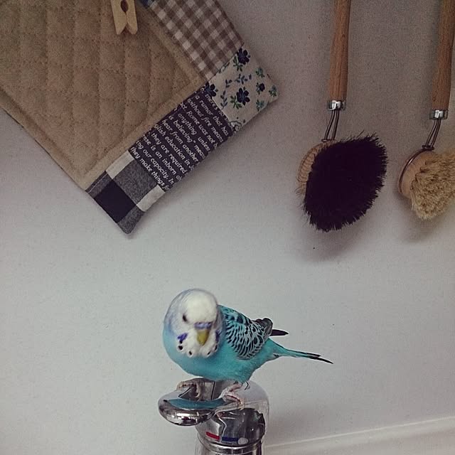 kenshuさんの実例写真