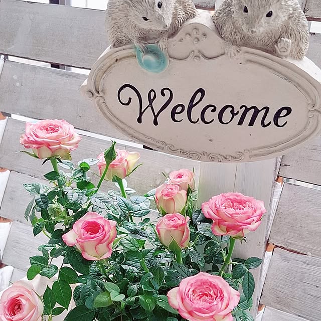 moko.7525himeさんの実例写真