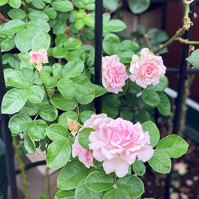 RoseLife5818さんの実例写真