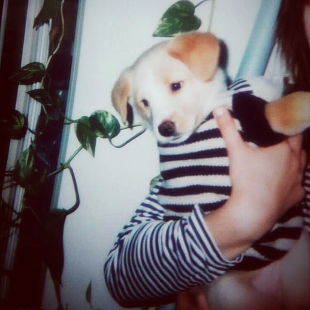 puku.さんの実例写真