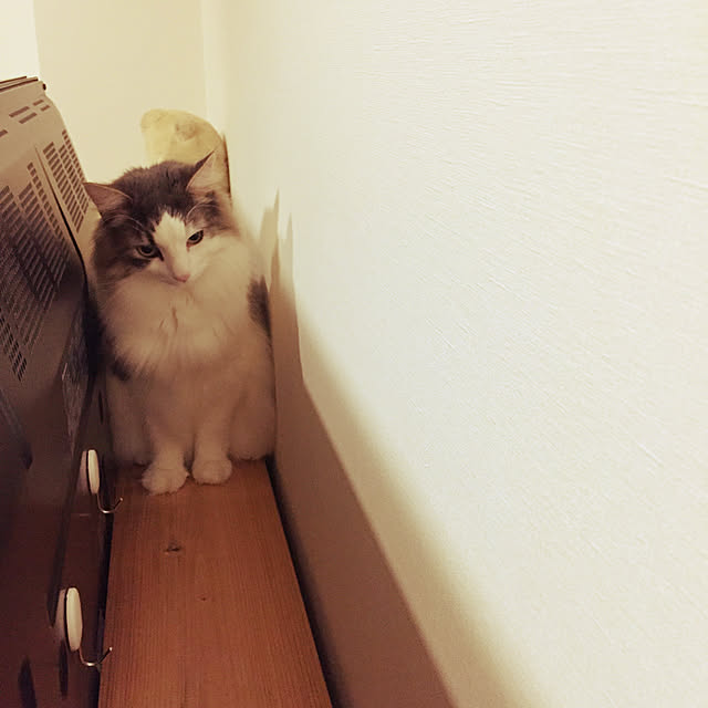 mofさんの実例写真