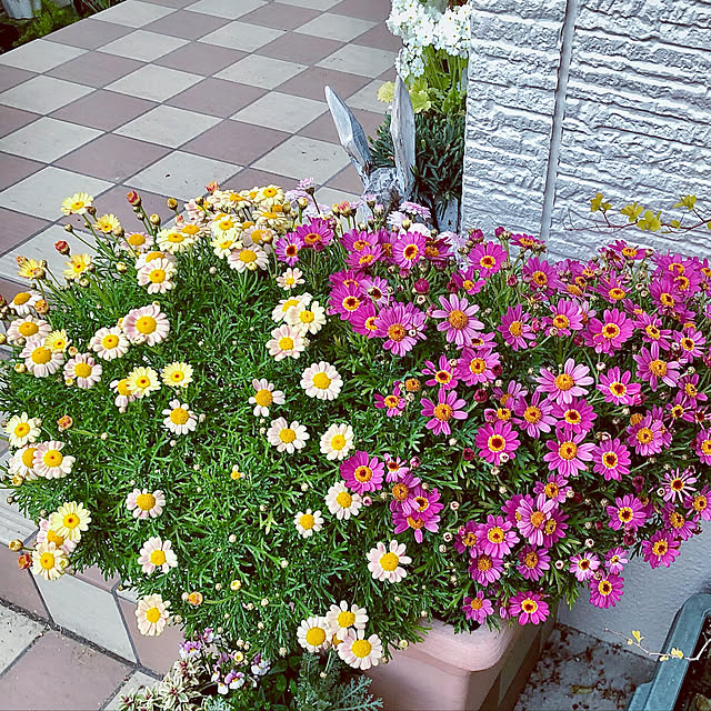 hinamamaさんの実例写真