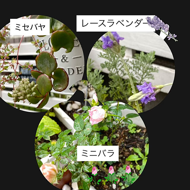 YuuKoさんの実例写真
