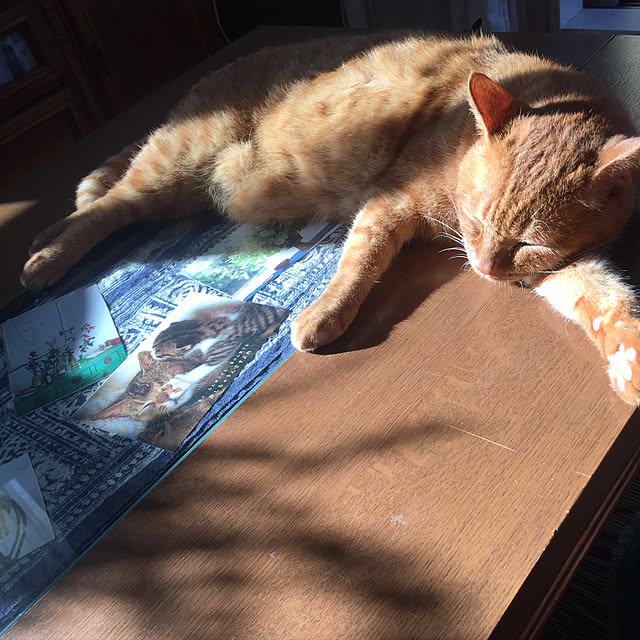 sleptcatさんの実例写真
