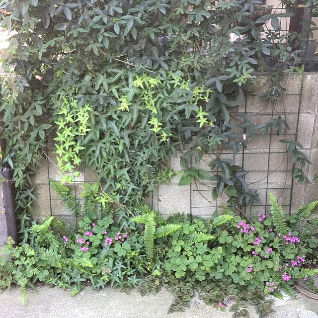 ayuさんの実例写真