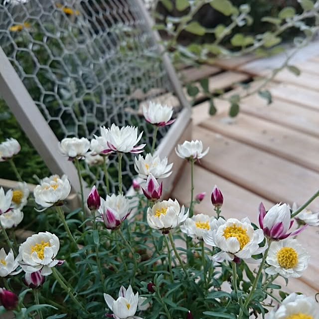 okameさんの実例写真