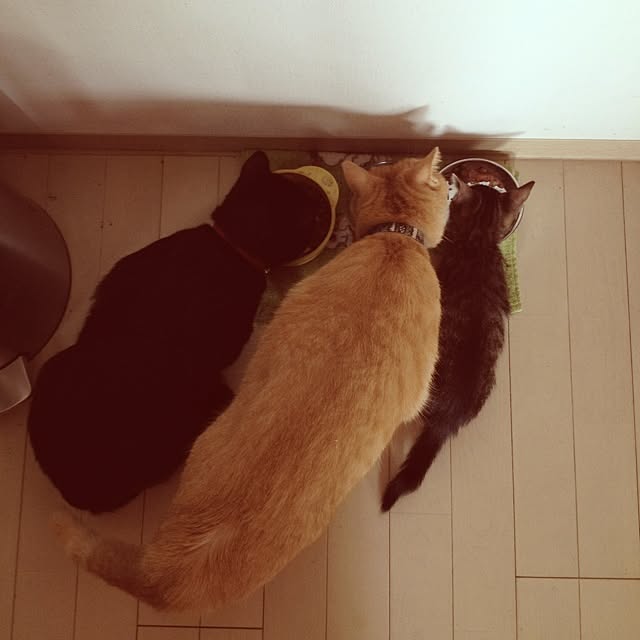 chamacoさんの実例写真