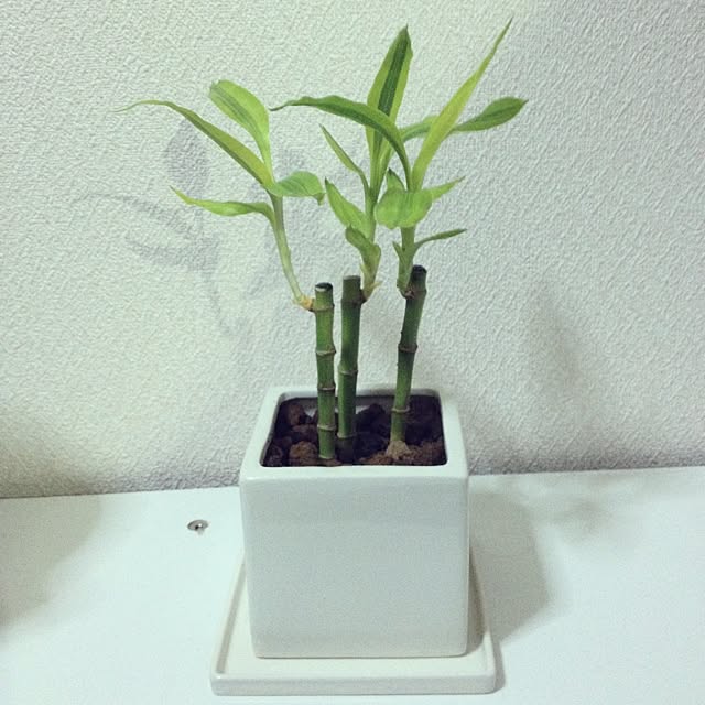 white411さんの実例写真