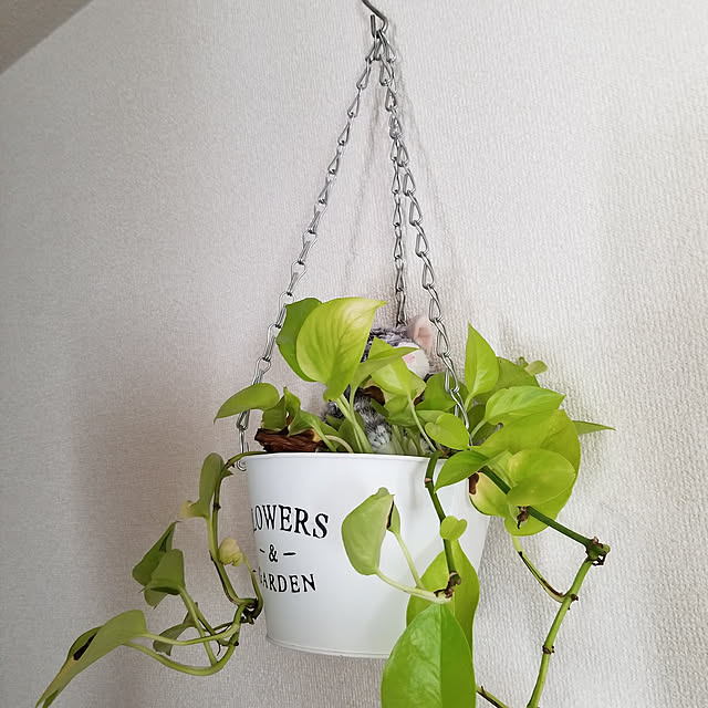 korokoroさんの実例写真