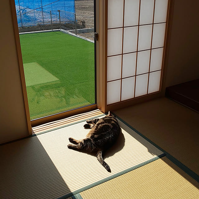 部屋全体/ソラとそらこのルンルン共同生活/ねこ/猫/ねこ部...などのインテリア実例 - 2021-03-04 13:08:20