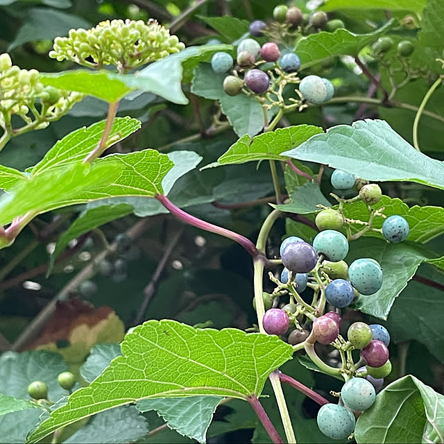 蜂退治失敗/野葡萄の実/植物のある暮らし/盛夏/逢...などのインテリア実例 - 2022-08-25 06:36:46