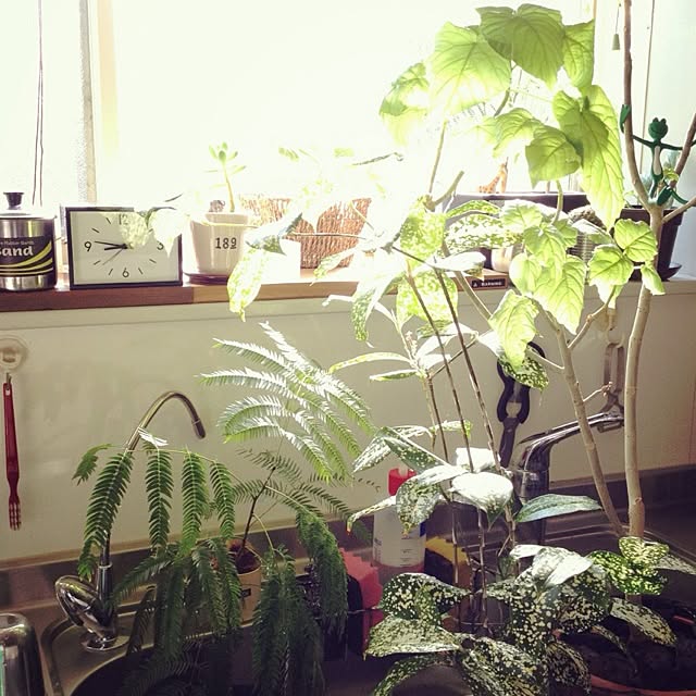 botanさんの実例写真
