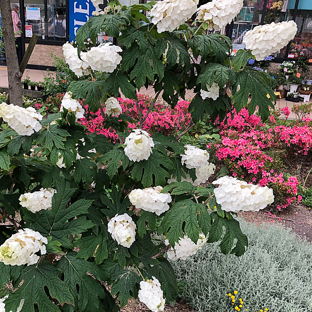Ikuko.kimuさんの実例写真