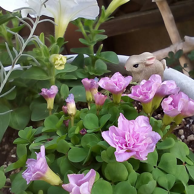 mariagardenさんの実例写真