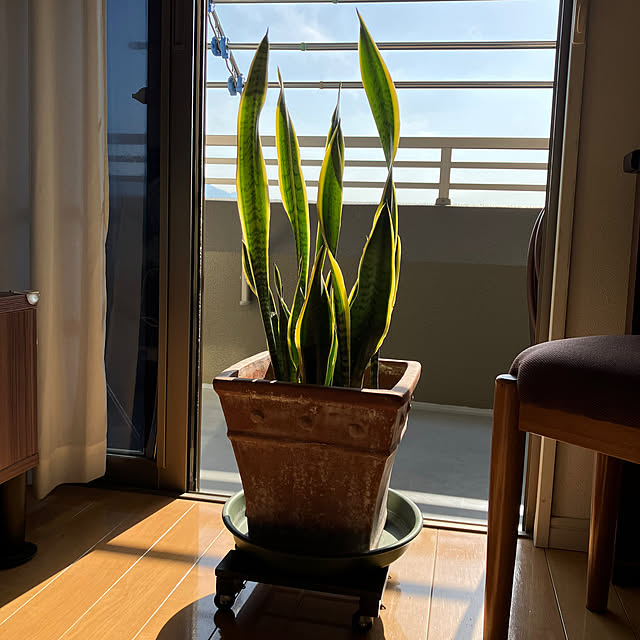 koshiregutyoさんの実例写真