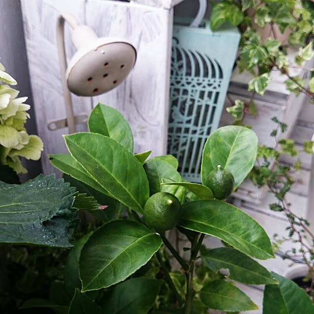 M_house_officialさんの実例写真