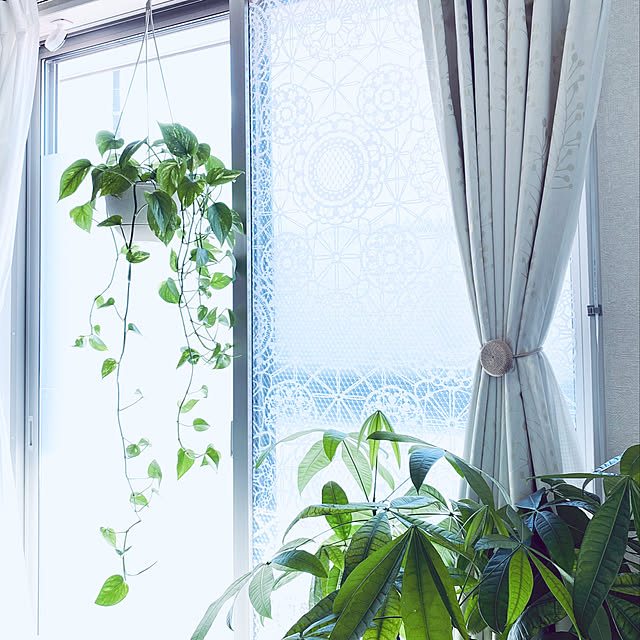 いいね！ありがとうございます♪/植物のある生活/植物のある部屋/植物のある暮らし/ポトス...などのインテリア実例 - 2020-03-18 21:36:45