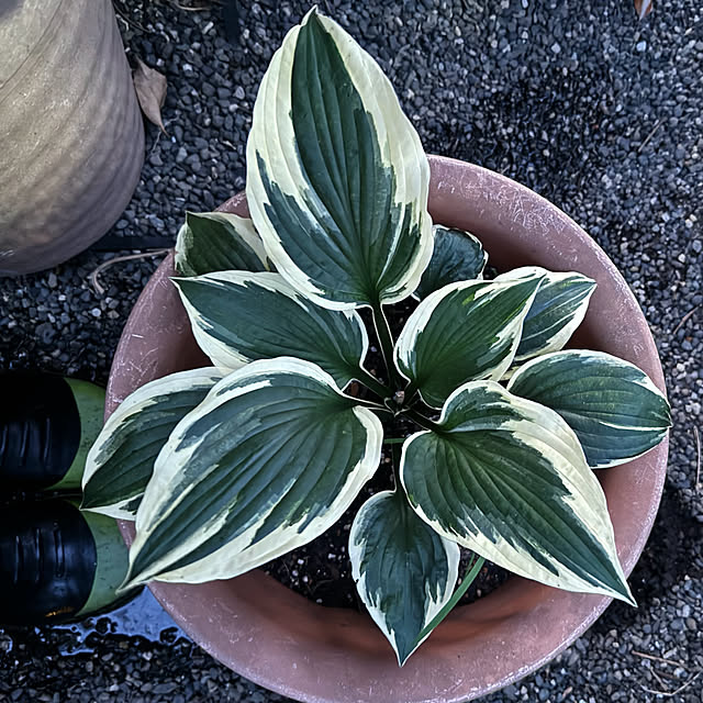 mamizaさんの部屋