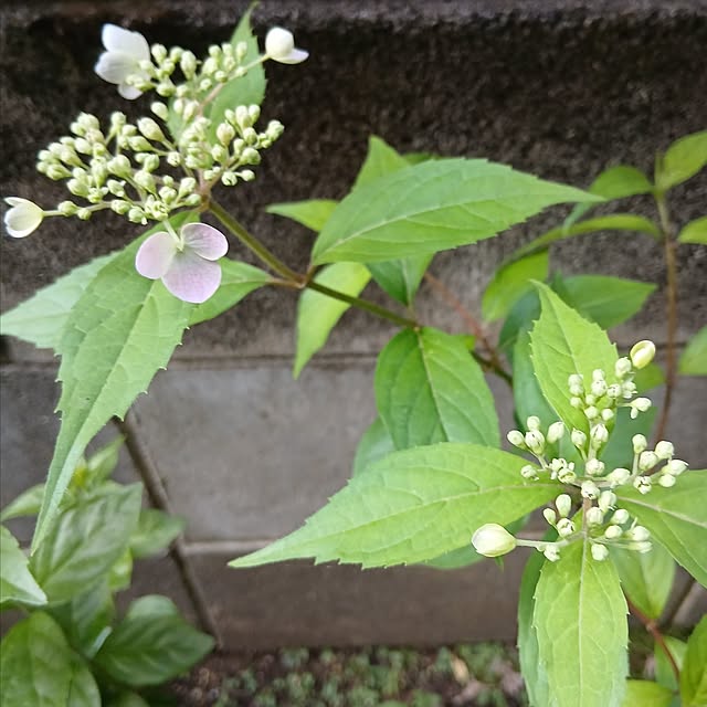 chidorinさんの部屋