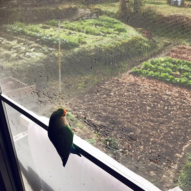 aoinokimiさんの実例写真